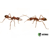 Myrmecia nigriscapa