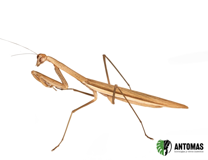 Tenodera sp