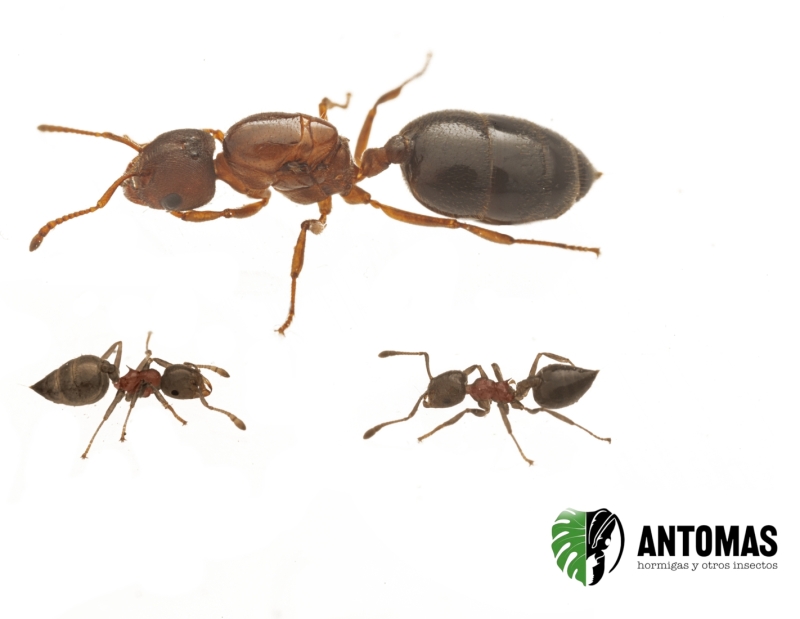 Crematogaster rogenhoferi