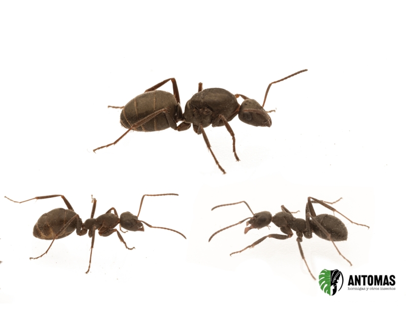 Formica gerardi