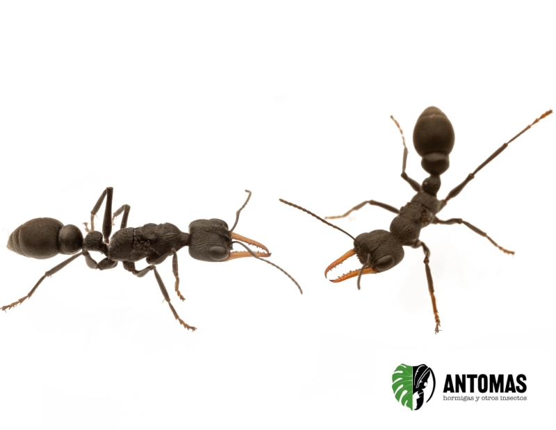 Myrmecia cf. exigua
