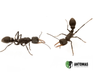 Myrmecia cf. exigua