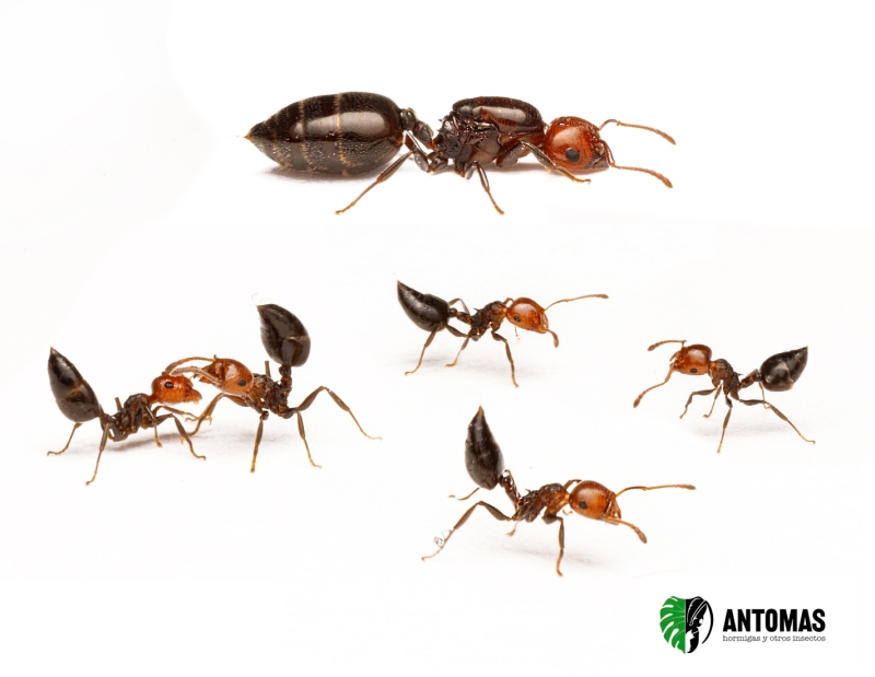 Crematogaster scutellaris | Acheter Fourmi Acrobate | Antomas