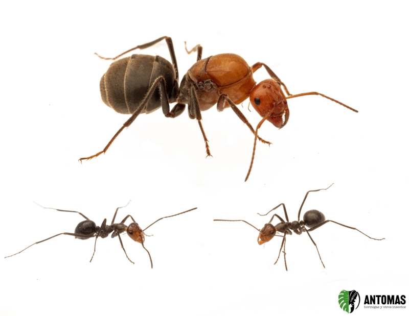 Myrmecocystus mendax | Acheter Fourmi pot-de-miel | Antomas