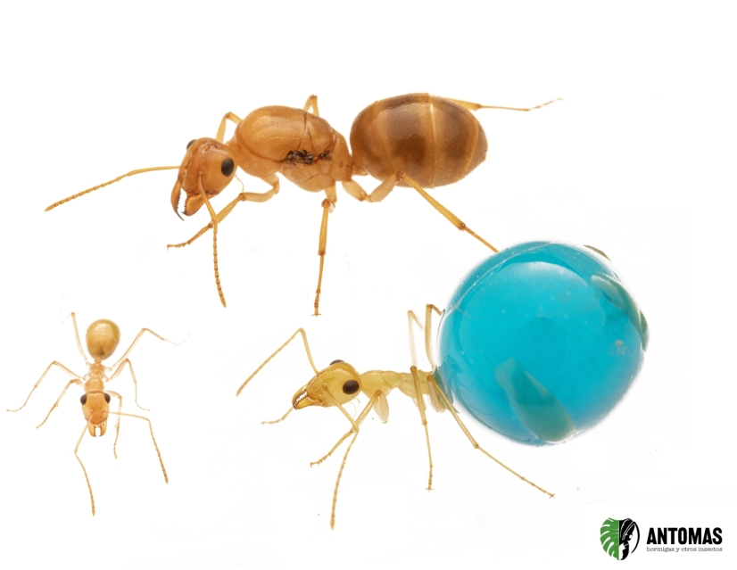 Myrmecocystus navajo | Acheter Fourmi pot-de-miel | Antomas