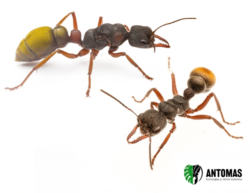 Myrmecia chrysogaster | Achat et élevage | Antomas
