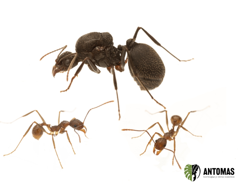 Aphaenogaster geei | Buy Exotic Ants | Antomas