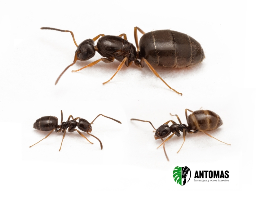 Plagiolepis pygmaea for Sale – Ant Colony | Antomas
