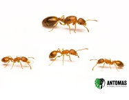 Acheter Temnothorax unifasciatus – Colonie de fourmis | Antomas
