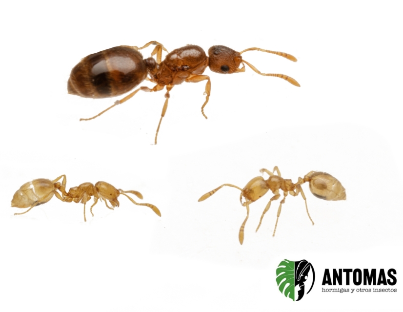 Solenopsis sp. kaufen – Ameisenkolonie | Antomas