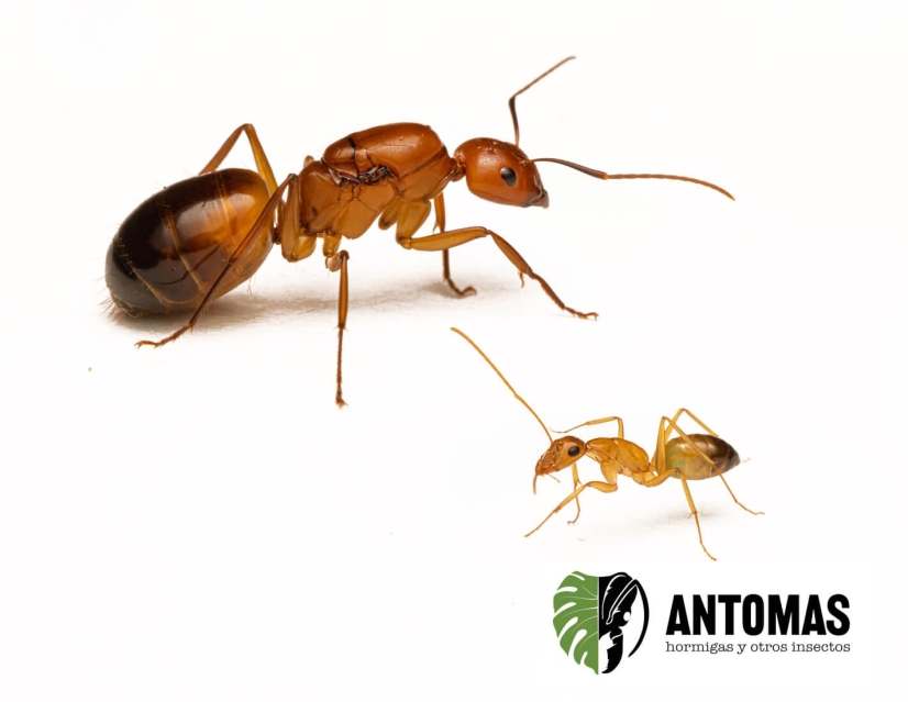 Camponotus baldacci