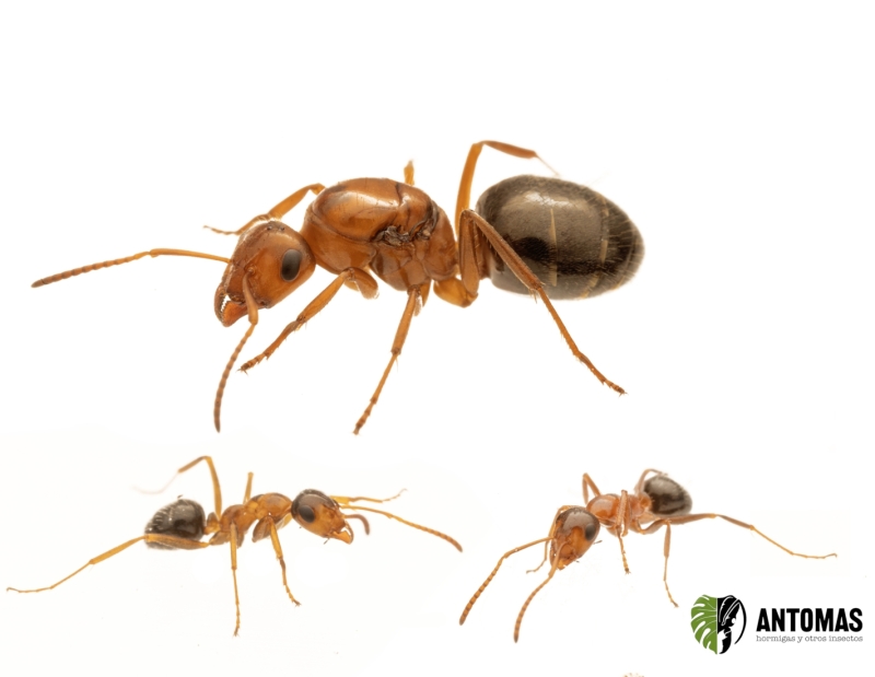 Formica perpilosa kaufen – Ameisenkolonie | Antomas