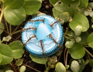 Odontomachus hastatus - Grande colonie | Antomas
