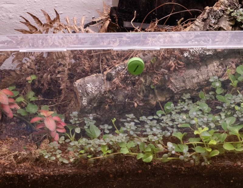 Odontomachus hastatus - Large Colony | Trap-Jaw Ant | Antomas 2