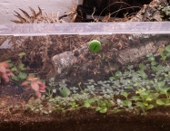 Odontomachus hastatus - Colonia Grande | Hormiga Lanza | Antomas