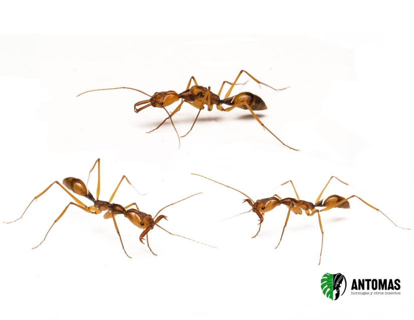 Odontomachus hastatus - Large Colony | Trap-Jaw Ant | Antomas