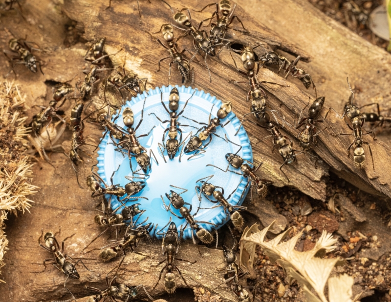 Panther Empire - Neoponera villosa | Large Colony | Antomas