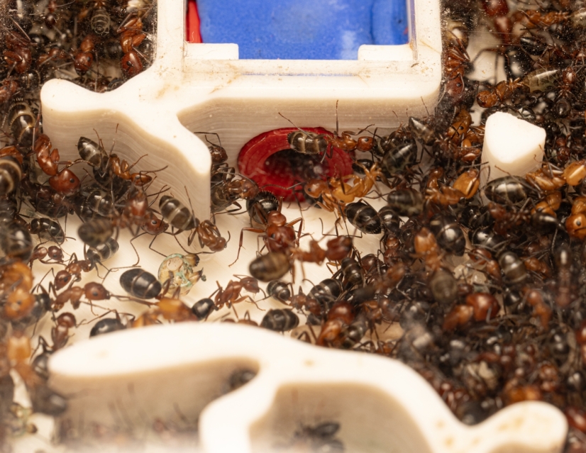 Camponotus sayi - Large Bicoloured Colony | Antomas