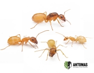 Camponotus fedtschenkoi - Hormiga Blanca