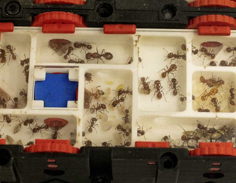 Red Harvester Empire - Pogonomyrmex barbatus | Antomas 2