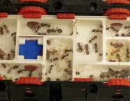 Red Harvester Empire - Pogonomyrmex barbatus | Antomas