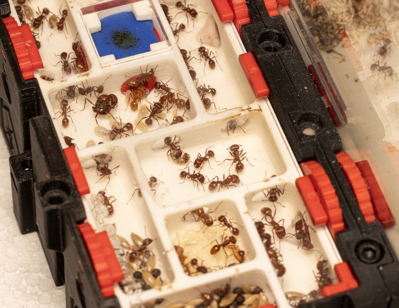 Pogonomyrmex barbatus - Große Kolonie | Antomas