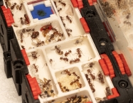 Red Harvester Empire - Pogonomyrmex barbatus | Antomas