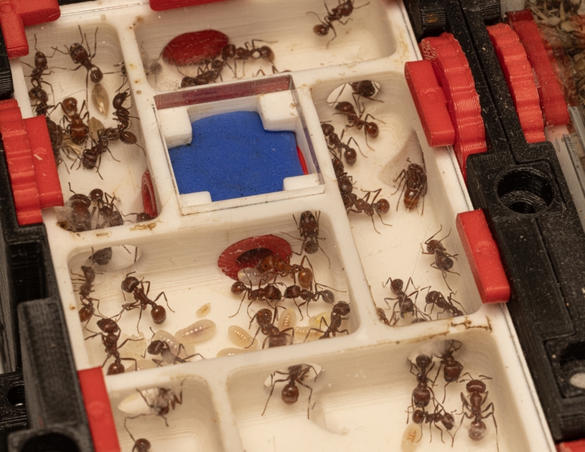 Pogonomyrmex barbatus - Große Kolonie | Antomas