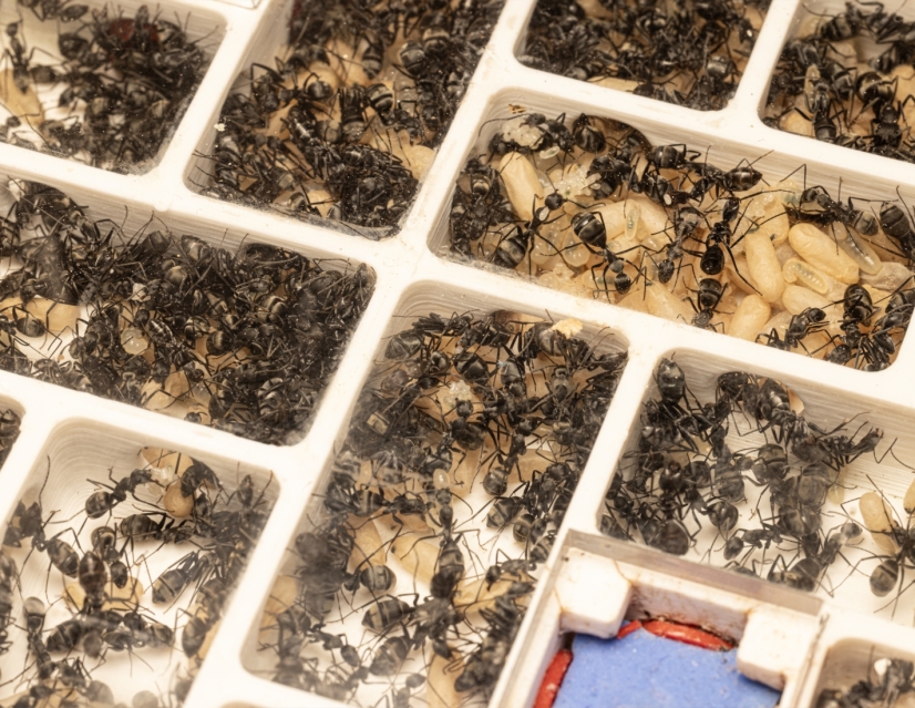 Camponotus parius - Große Kolonie | Antomas