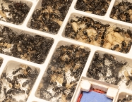 Camponotus parius - Große Kolonie | Antomas