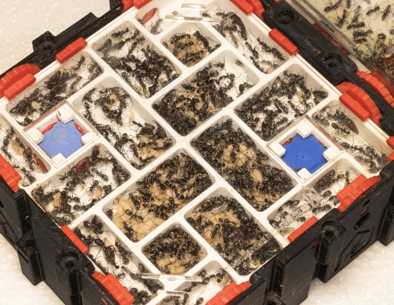 Golden Empire - Camponotus parius | Large Colony | Antomas 2