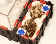 Camponotus castaneus - Etablierte Kolonie | Antomas