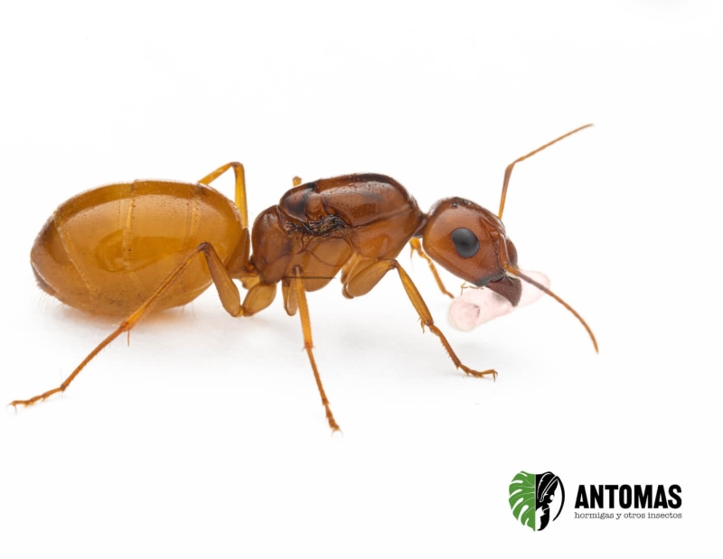 Camponotus fedtschenkoi - Hormiga Blanca 2