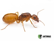 Camponotus fedtschenkoi - Hormiga Blanca