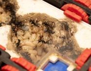 Camponotus fulvopilosus - Imperio Sabana Dorada | Antomas