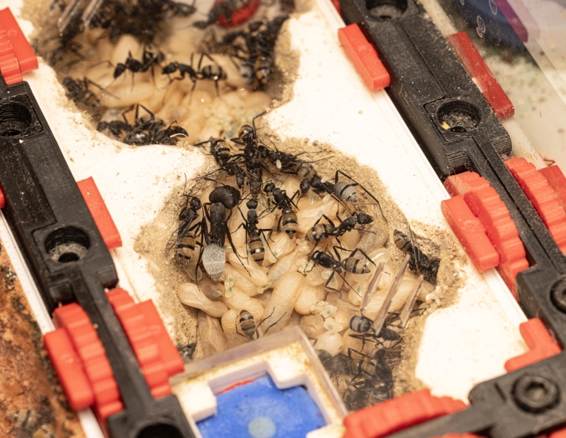 Camponotus fulvopilosus - Goldsavannen-Imperium | Antomas