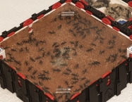 Camponotus fulvopilosus - Imperio Sabana Dorada | Antomas
