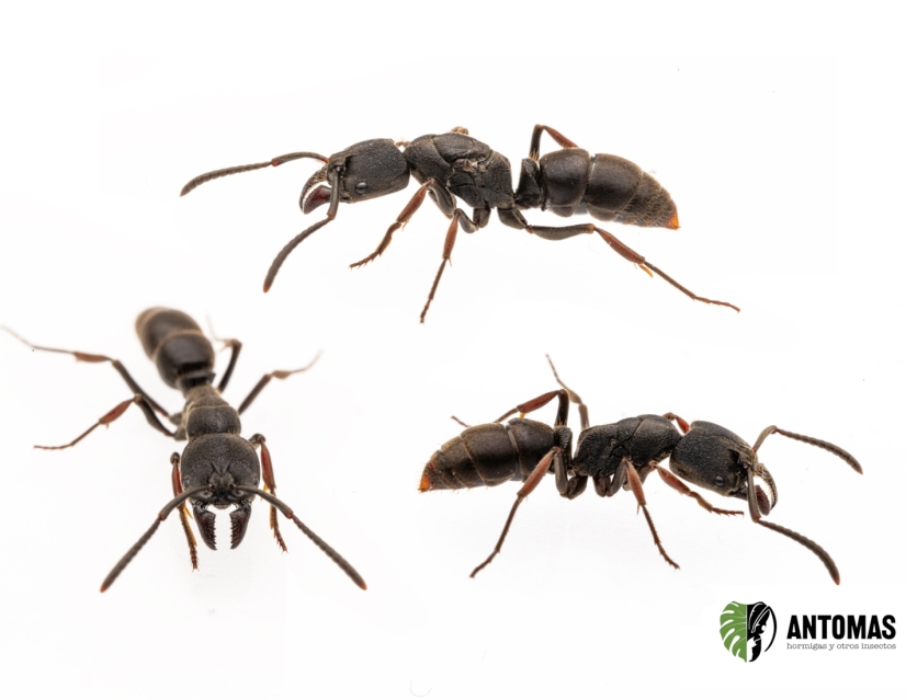 Ectomomyrmex astutus | Buy Exotic Ants | Antomas
