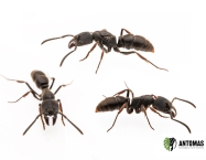 Ectomomyrmex astutus | Buy Exotic Ants | Antomas