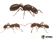 Tetramorium caespitum | Acheter Fourmi des Pavés | Antomas