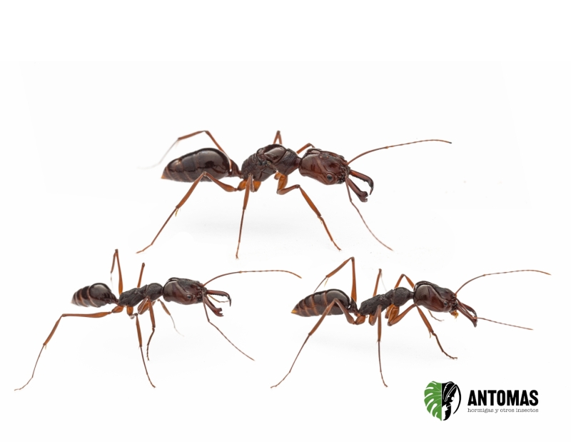 Odontomachus Candy | Comprar Hormiga Trampa | Antomas