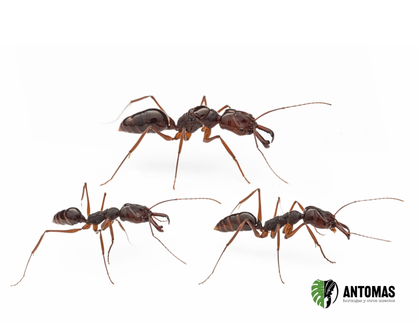 Odontomachus Candy | Buy Trap-Jaw Ant | Antomas
