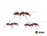 Odontomachus Candy | Schnappkieferameise kaufen | Antomas