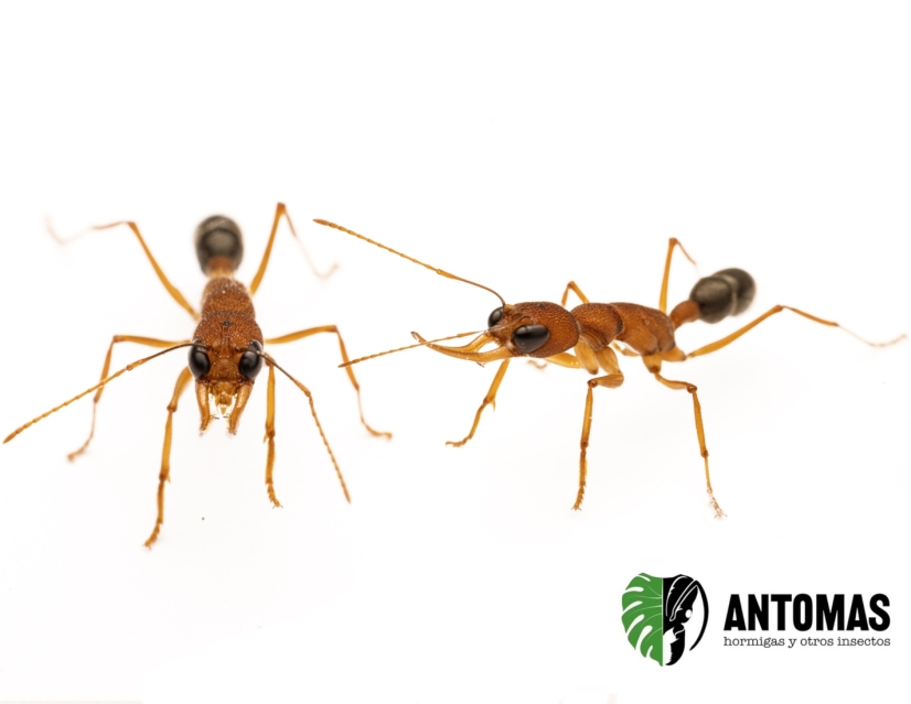 Harpegnathos saltator | Acheter Fourmi Sauteuse | Antomas