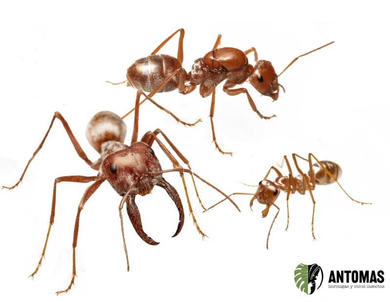 Cataglyphis bombycina kaufen – Sahara-Silberameise | Antomas