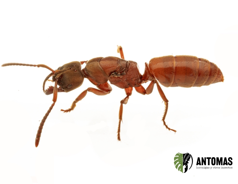 Buy Buniapone amblyops | Care Guide | Antomas