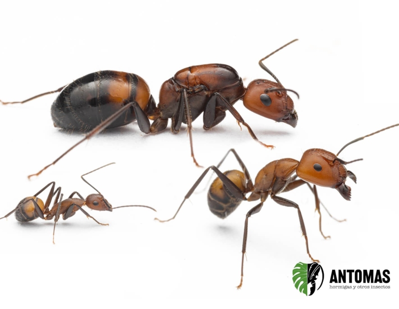 Camponotus nicobarensis