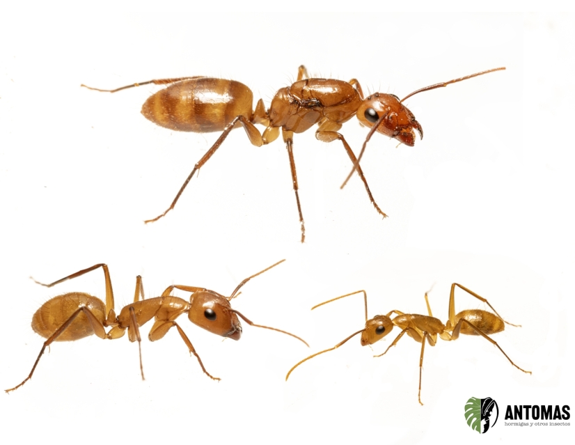 Camponotus balzani | Kaufen & Haltung | Antomas