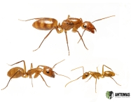 Camponotus balzani | Kaufen & Haltung | Antomas