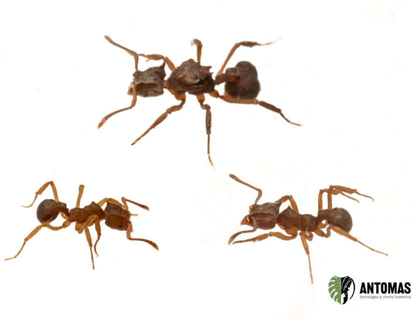 Buy Mycetophylax | Fungus-Farming Ant Care | Antomas